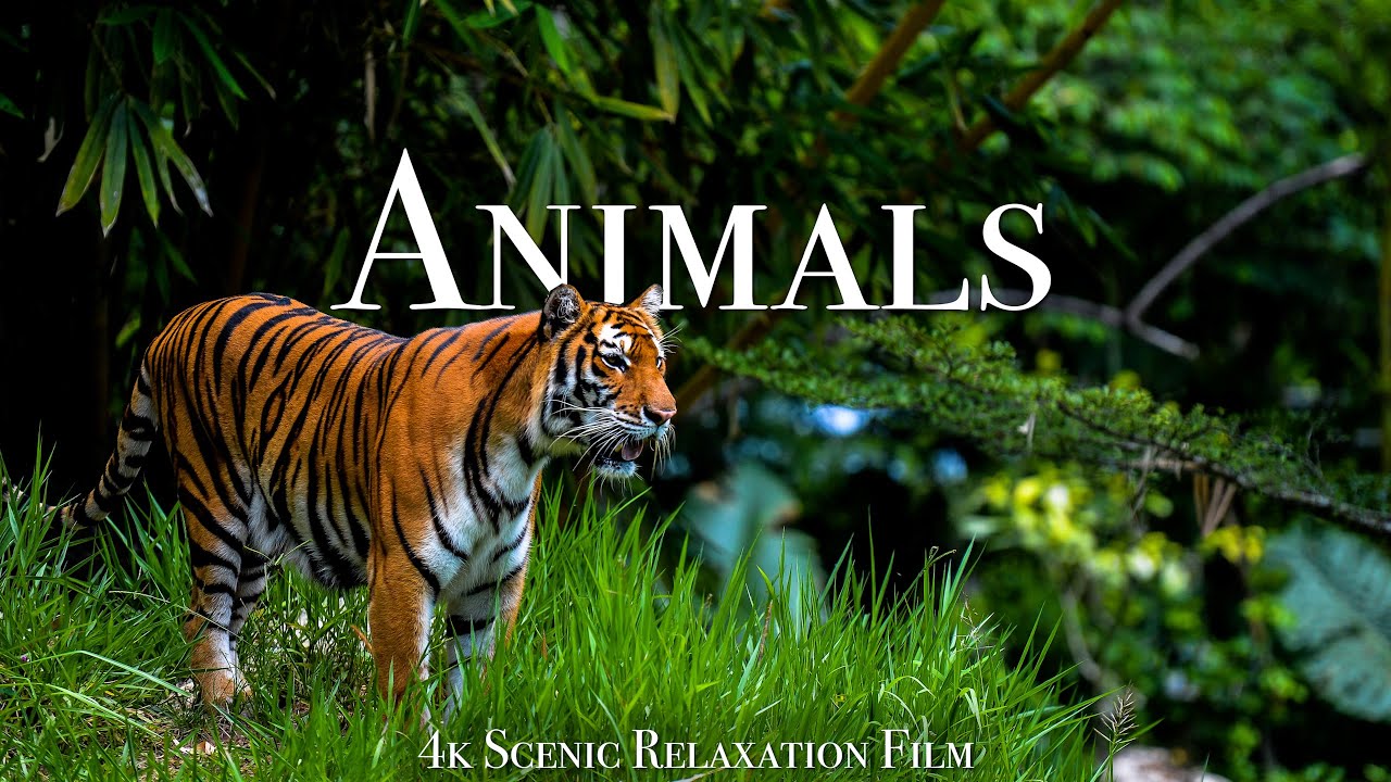 Animals Of The World 4K - فیلم منظره حیات وحش با موسیقی آرامش بخش