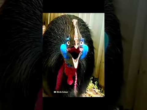 Cassowary Capers🦅 #cassowary#rainforest#dangerousbirds#bigbird#uniquebirds #youtubeshorts#shortsfeed