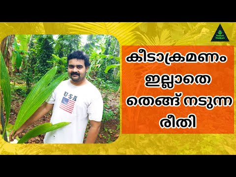 കീടാക്രമണം ഇല്ലാതെ തെങ്ങ് നടുന്ന രീതി | How to Plant a Coconut tree?