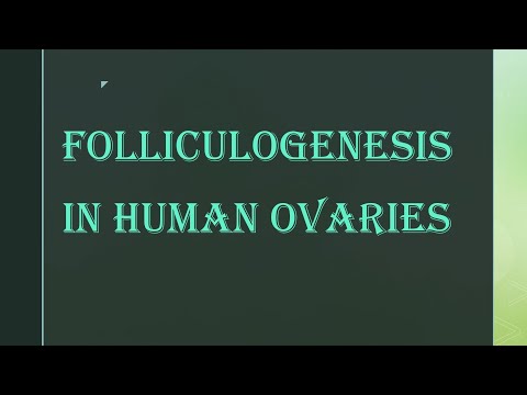 Reproduction - Folliculogenesis