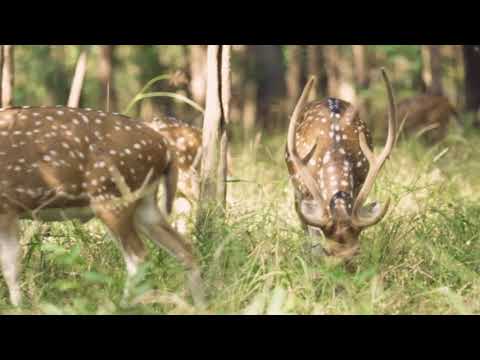 Kanha and Pench National Parks | Madhya Pradesh