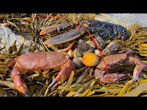 Coastal Foraging - Lobster, Cockles, Clam and Crab Beach Cook Up