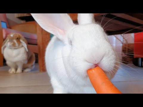 Sweet Rescued Albino Bunny Eating A Carrot