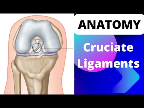 Anatomy of the Cruciate Ligaments of the Knee Joint