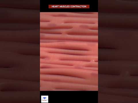 Heart Muscle Contraction - @LearnWithMusawir