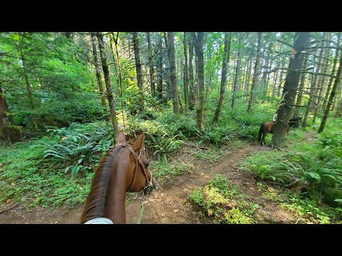 Horse Trail ride on a difficult single-track trail