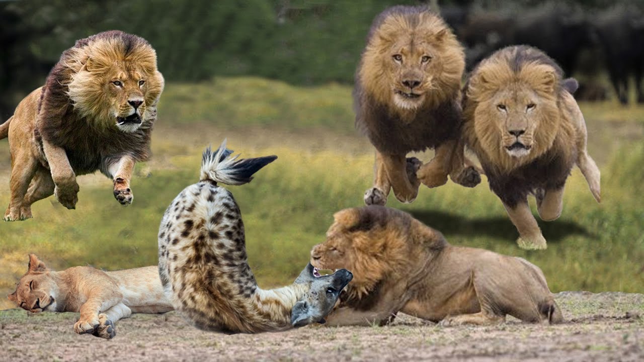 شاه شیر انتقام کفتار برای نابودی شیر، نبرد حماسی گربه بزرگ علیه کفتارها | شیر در مقابل سگ های وحشی