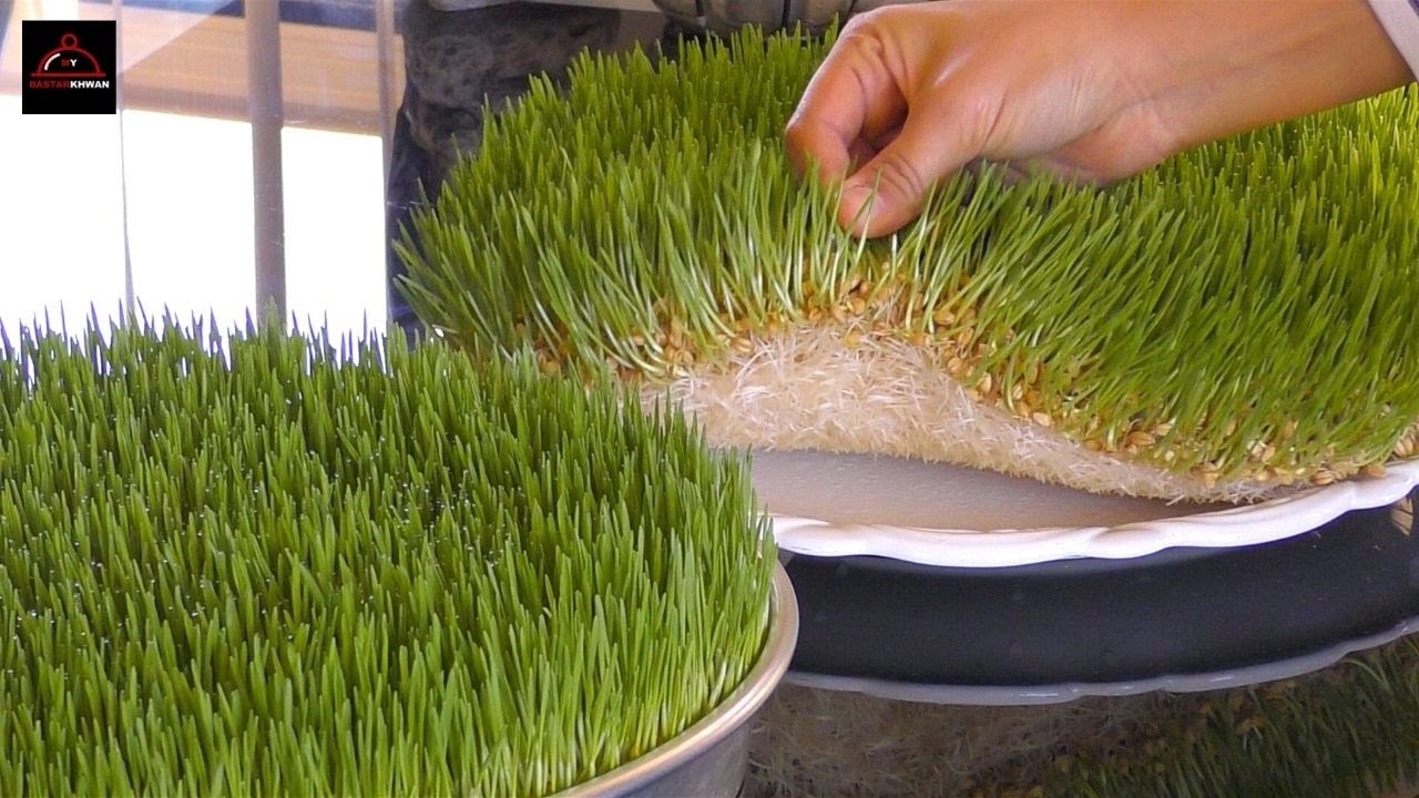 Grow it on Your Dining Table & Cook it in The Kitchen With Only 2 Ingredients - Samanak