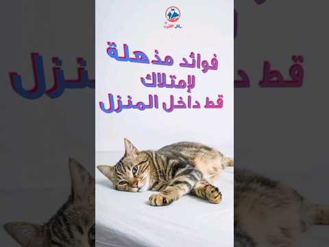 القطط في المنزل: أسرار وفوائد لا تعرفها 🐾