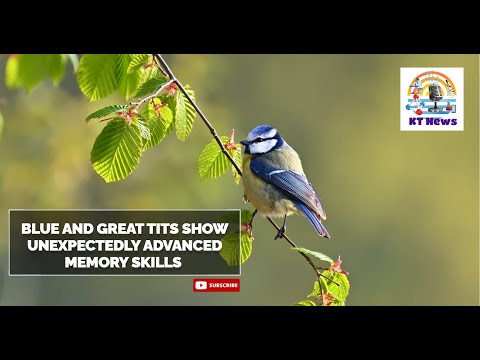 Blue and great tits Show Unexpectedly Advanced Memory Skills in Foraging Study #sciencenews