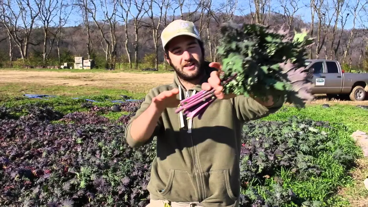 Harvesting Kale With J.C. - Green Door Gourmet