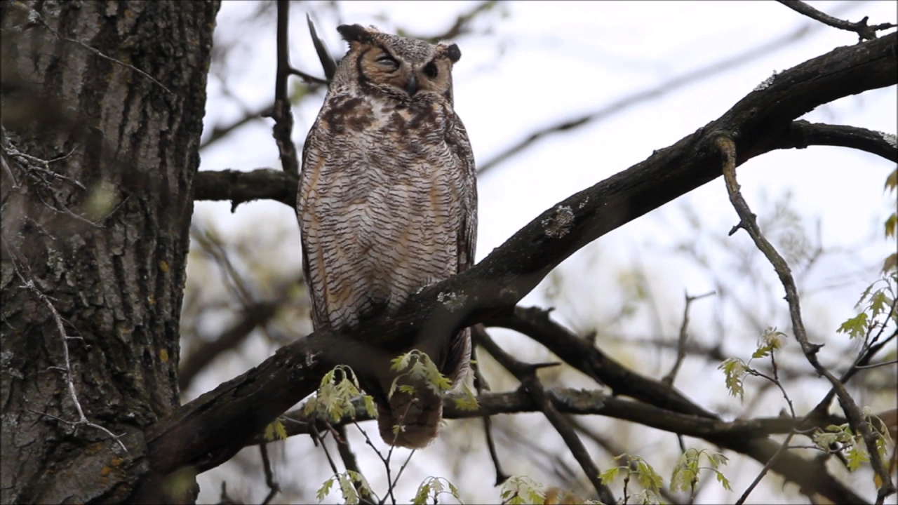 Great Horned Owl Warning Barks
